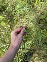 Bidens trichosperma