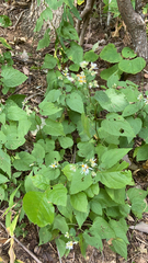 Eurybia divaricata