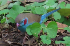 Uraeginthus bengalus