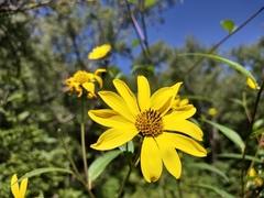 Helianthus giganteus