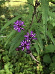 Vernonia noveboracensis