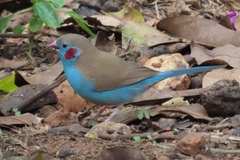 Uraeginthus bengalus