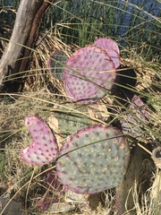 Opuntia santa-rita