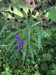 Vernonia noveboracensis