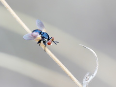 Gymnosoma