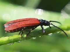 Platycis minutus