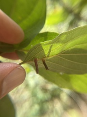 Craneiobia tuba