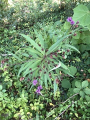 Vernonia noveboracensis