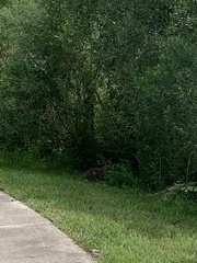 Sylvilagus aquaticus