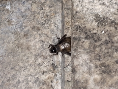 Eumodicogryllus bordigalensis