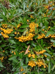 Pyracantha coccinea