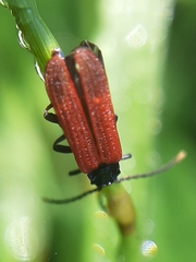 Platycis minutus