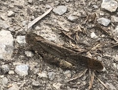 Trimerotropini