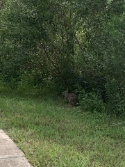 Sylvilagus aquaticus
