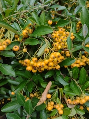 Pyracantha coccinea