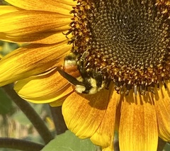 Bombus huntii