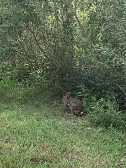 Sylvilagus aquaticus
