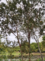 Tristaniopsis obovata