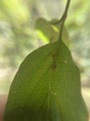 Craneiobia tuba