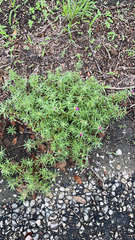 Portulaca pilosa