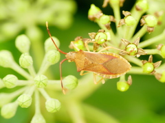 Gonocerus acuteangulatus
