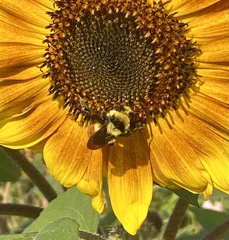 Bombus huntii