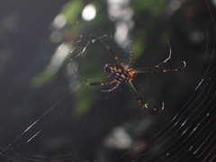Leucauge tessellata