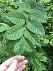 Phellodendron amurense