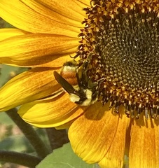 Bombus huntii