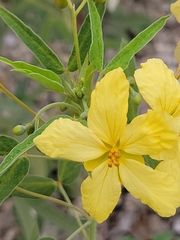 Senna roemeriana