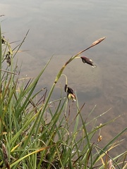 Carex rariflora