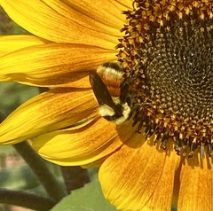 Bombus huntii