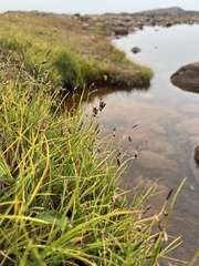 Carex rariflora