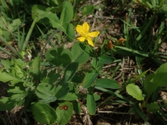Hypericum erectum