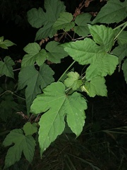 Vitaceae