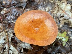 Lactifluus volemus