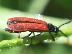Platycis minutus