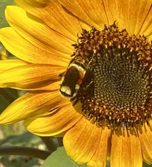 Bombus huntii