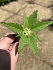 Euphorbia davidii