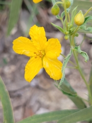Senna roemeriana