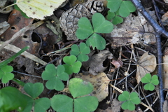 Oxalis acetosella