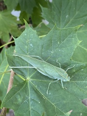 Microcentrum rhombifolium