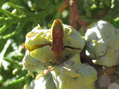 Gonocerus juniperi
