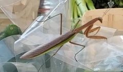 Tenodera angustipennis