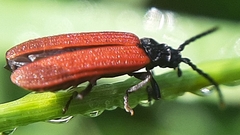 Platycis minutus