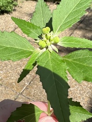 Euphorbia davidii