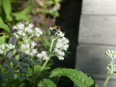 Ammophila