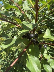 Rhamnus