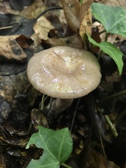 Lactarius subplinthogalus