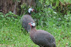 Numida meleagris domesticus